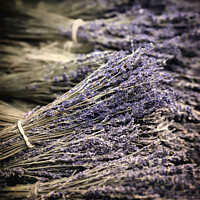 Buy canvas prints of Dried Lavender Bundles by Christopher Lawrence Mrs Lawrence