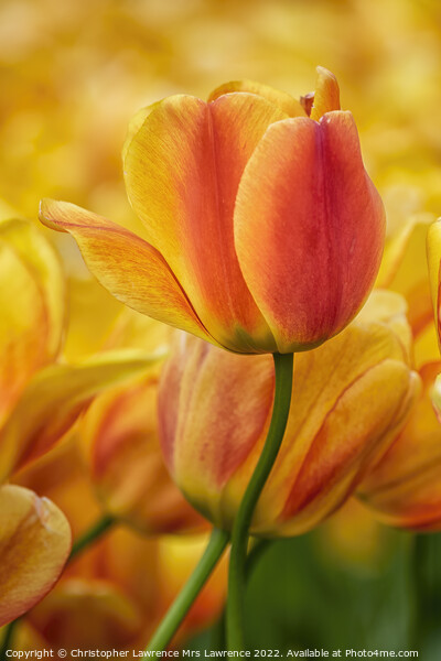 Orange Tulip Flower Picture Board by Christopher Lawrence Mrs Lawrence