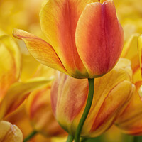 Buy canvas prints of Orange Tulip Flower by Christopher Lawrence Mrs Lawrence