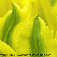 Buy canvas prints of Yellow Tulip Panorama by Christopher Lawrence Mrs Lawrence