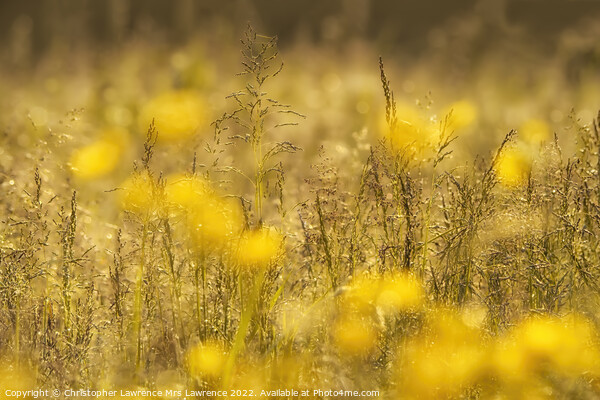 Sunlit Buttercup Meadow Picture Board by Christopher Lawrence Mrs Lawrence