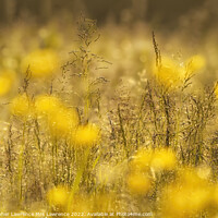 Buy canvas prints of Sunlit Buttercup Meadow by Christopher Lawrence Mrs Lawrence