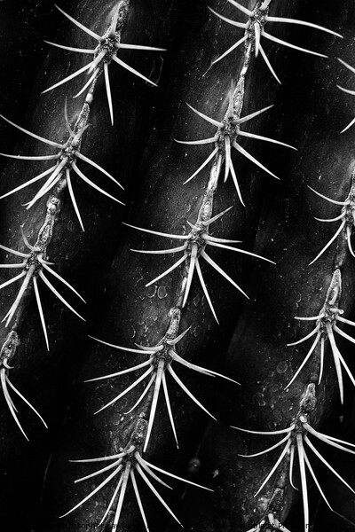Monochrome Cactus Spines Picture Board by Christopher Lawrence Mrs Lawrence