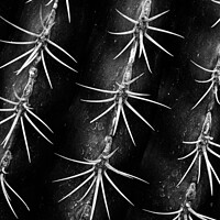 Buy canvas prints of Monochrome Cactus Spines by Christopher Lawrence Mrs Lawrence