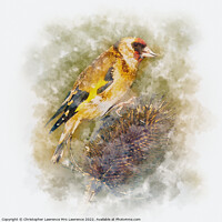 Buy canvas prints of Goldfinch on Teasel by Christopher Lawrence Mrs Lawrence