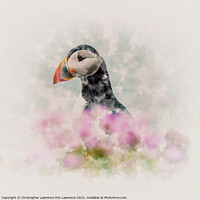 Buy canvas prints of Puffin among Sea Thrift by Christopher Lawrence Mrs Lawrence