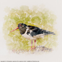 Buy canvas prints of Oystercatcher standing on Rock by Christopher Lawrence Mrs Lawrence