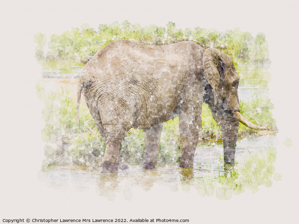Elephant in water watercolour Picture Board by Christopher Lawrence Mrs Lawrence