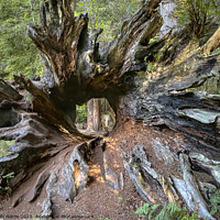 Buy canvas prints of Hollow Redwood Tree by Sam Norris