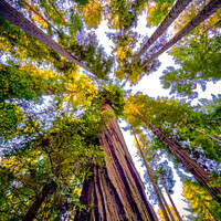 Buy canvas prints of Redwood canopy view by Sam Norris