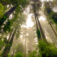 Buy canvas prints of Foggy Redwoods by Sam Norris