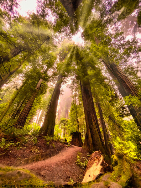  California Redwoods in the fog. Picture Board by Sam Norris