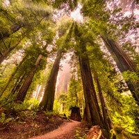 Buy canvas prints of  California Redwoods in the fog. by Sam Norris