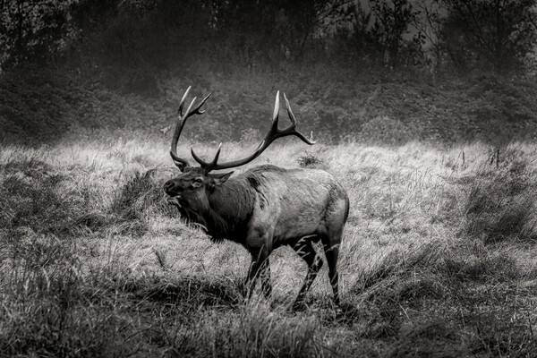 Rosevelt Elk Bugling  Picture Board by Sam Norris