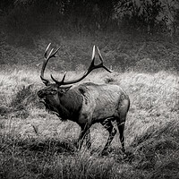Buy canvas prints of Rosevelt Elk Bugling  by Sam Norris