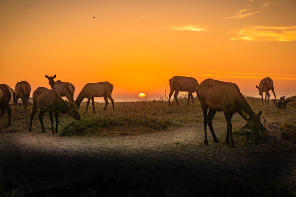 Elk herd beach sunset. Picture Board by Sam Norris