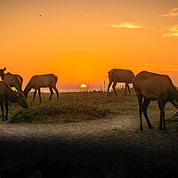 Buy canvas prints of Elk herd beach sunset. by Sam Norris