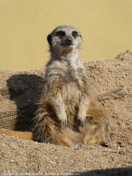 Meerkat Picture Board by John Withey