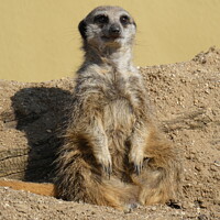 Buy canvas prints of Meerkat by John Withey