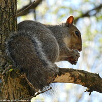 Buy canvas prints of Grey Squirrel sitting on a branch by John Withey