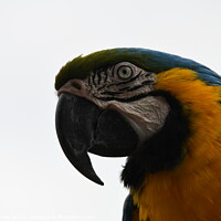 Buy canvas prints of Blue Macaw Parrot by John Withey
