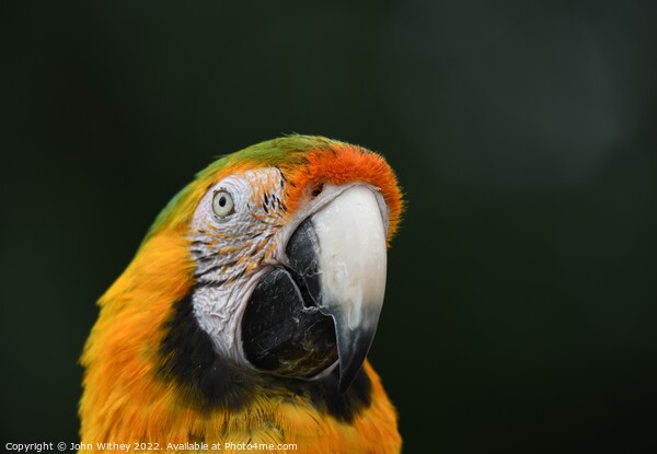 Macaw Parrot headshot Picture Board by John Withey