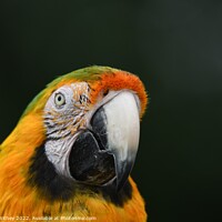 Buy canvas prints of Macaw Parrot headshot by John Withey