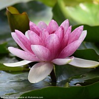 Buy canvas prints of Lily and Lily pads on the water by John Withey