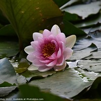 Buy canvas prints of Lily and Lily pads by John Withey