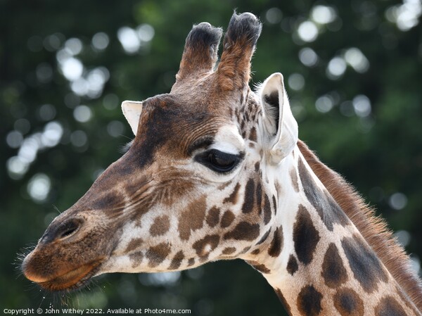 A close up of a giraffe with its mouth closed Picture Board by John Withey