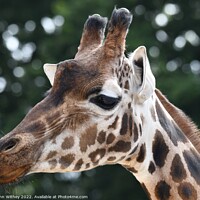 Buy canvas prints of A close up of a giraffe with its mouth closed by John Withey