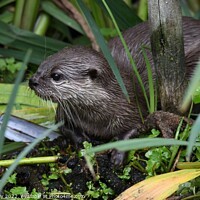 Buy canvas prints of Asian small-clawed Otter in the water by John Withey