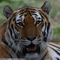 Buy canvas prints of Tiger Face on  by John Withey
