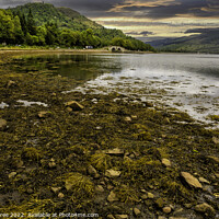 Buy canvas prints of Serene Tranquillity of Inveraray, Loch Fyne by Gilbert Hurree