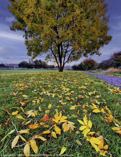 Autumn's Palette in Benfleet Park Essex Picture Board by Gilbert Hurree