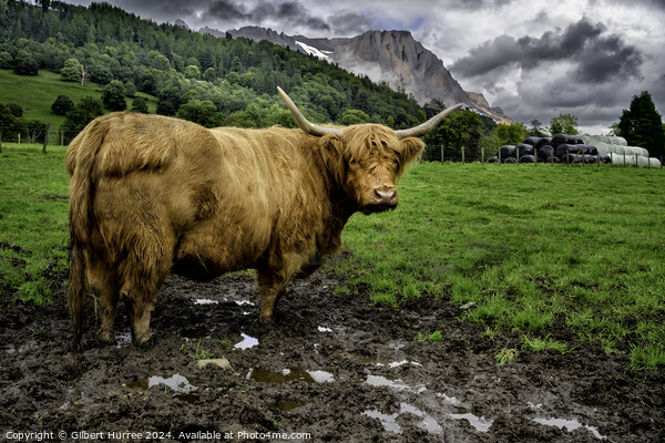 A Highland Cow Picture Board by Gilbert Hurree