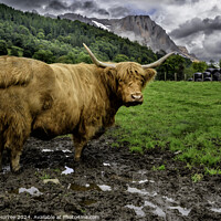 Buy canvas prints of A Highland Cow by Gilbert Hurree