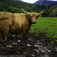 Buy canvas prints of Highland Cattle Scotland by Gilbert Hurree