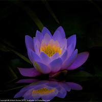 Buy canvas prints of Water Lilly by Gilbert Hurree