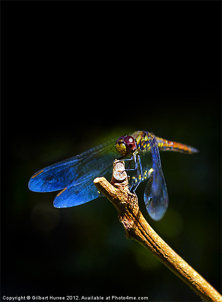 Vibrant Dragonfly: Mauritius' Exquisite Beauty Picture Board by Gilbert Hurree