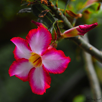 Buy canvas prints of Desert Rose: Mauritius' Floral Marvel by Gilbert Hurree