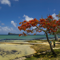Buy canvas prints of  The Flame Tree of Mauritius by Gilbert Hurree