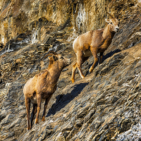 Buy canvas prints of  Mountain Goats by Gilbert Hurree