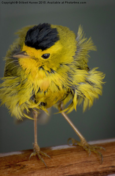  Baby Wilson's Warbler Picture Board by Gilbert Hurree