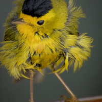 Buy canvas prints of  Baby Wilson's Warbler by Gilbert Hurree