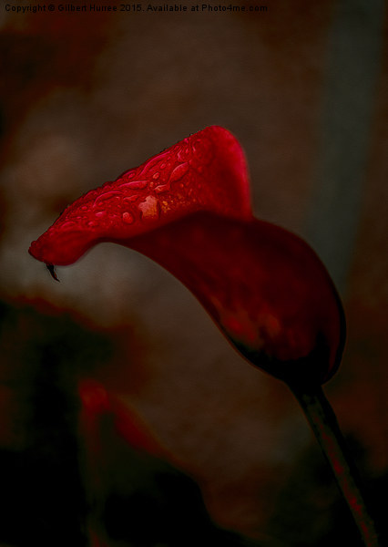  Red Calla Lily Picture Board by Gilbert Hurree