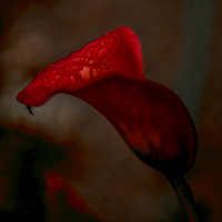 Buy canvas prints of  Red Calla Lily by Gilbert Hurree