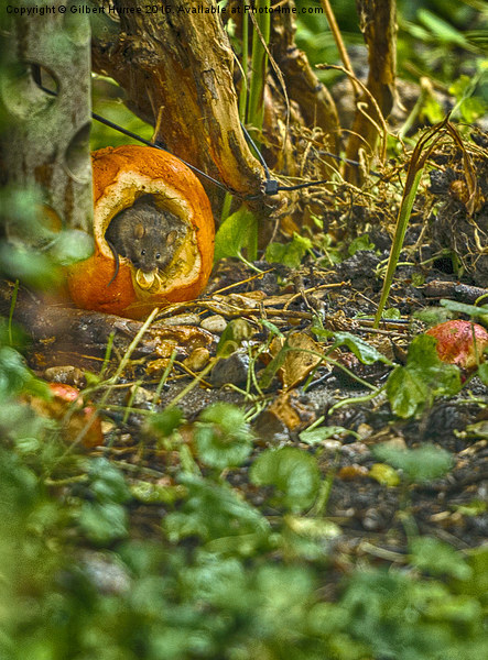Wood Mouse In a Pumpkin  Picture Board by Gilbert Hurree
