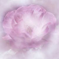 Buy canvas prints of The Pink Rose by Gilbert Hurree