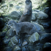 Buy canvas prints of  Scottish Otters by Gilbert Hurree